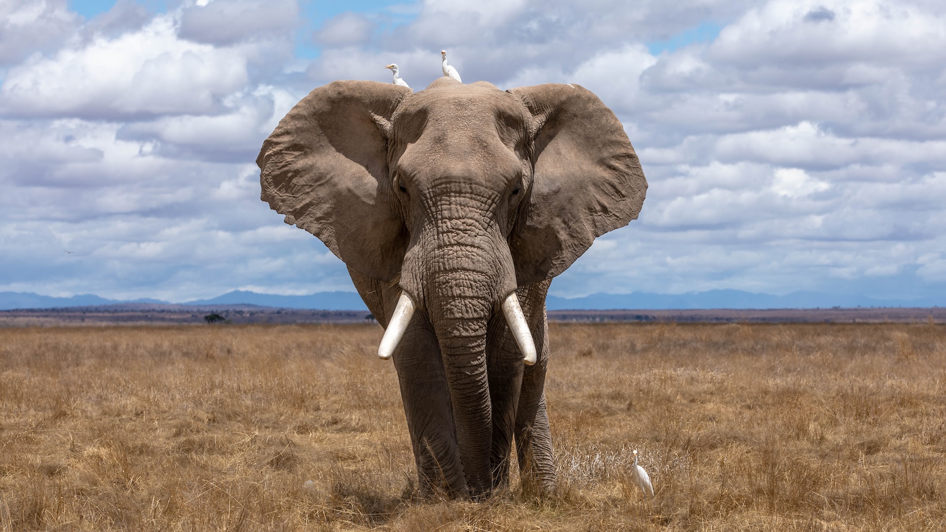 Elephant Picture