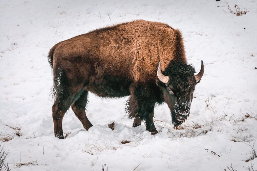 Face jars of insecurities head on like the bison faces winter.